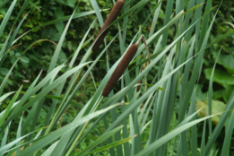 Typha latifoliaGrote lisdodde bestellen